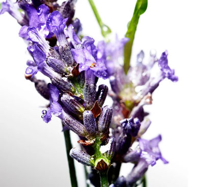 Cool Water by Davidoff Eau De Toilette Spray 4.2 fl.oz for Men