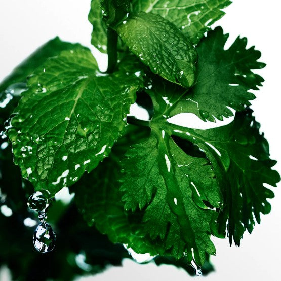 Cool Water by Davidoff Eau De Toilette Spray 4.2 fl.oz for Men